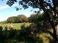 IMG 3717  Sark jersey cattle