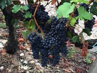 IMG 3894  Grapes of the Medoc Vinyards