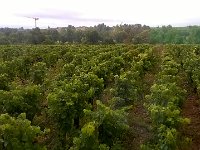 Nokia001  medoc Vinyards